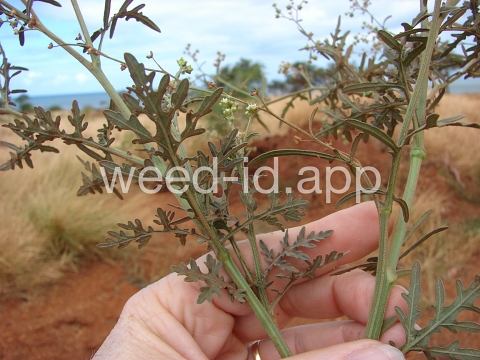 parthenium, ragweed